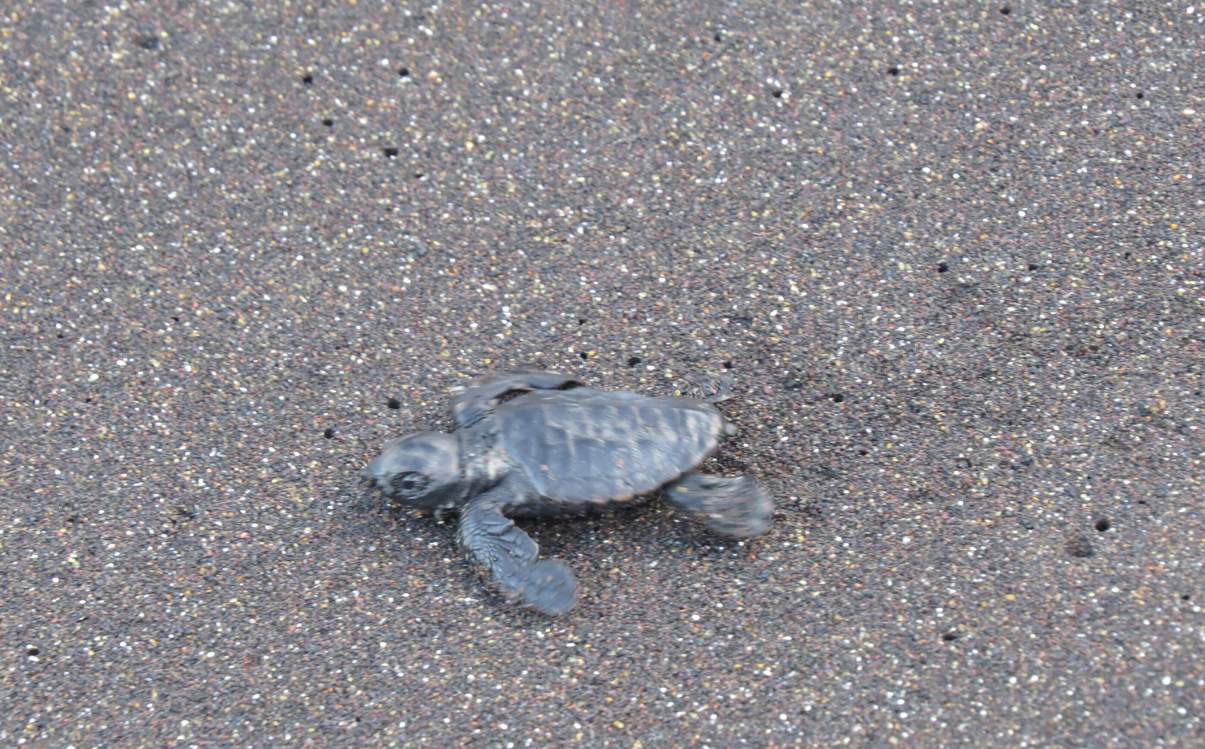 A turtle on a sandy beach.