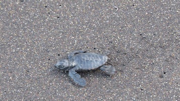 A turtle on a sandy beach.