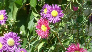 A garden with various flowers, including pink and purple blooms, and green foliage. - Chambres d'hôtes Au BO Voyage (Tavant)