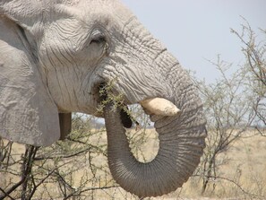 Ein Elefant mit einem großen Stoßzahn und rauer Haut.