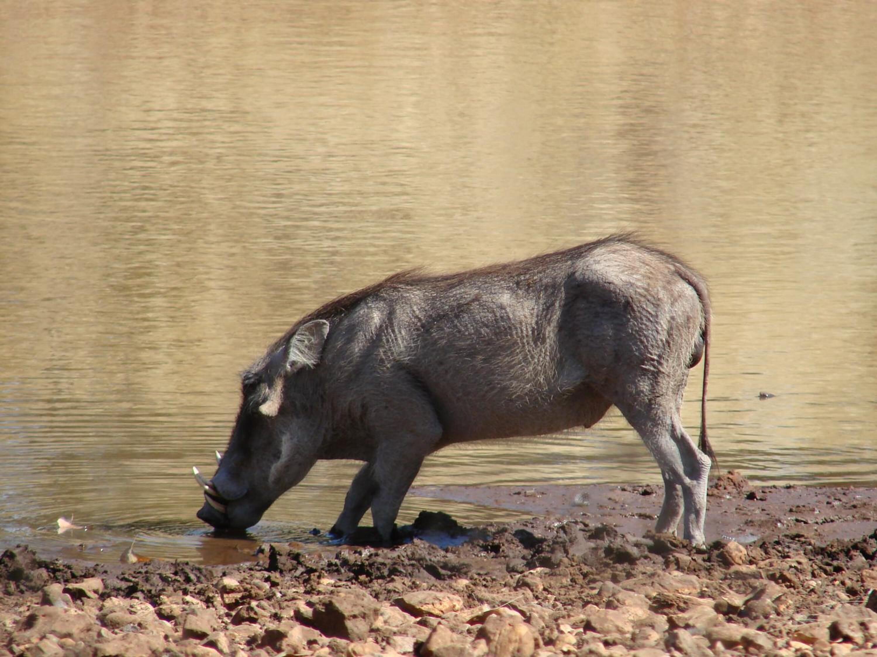 A wild boar by a muddy water body.