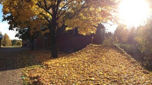 Un sentier recouvert de feuilles mortes, un arbre aux feuilles jaunes et un bâtiment en arrière-plan.