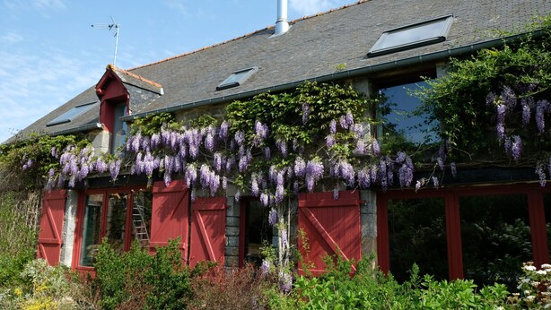 Une maison avec un toit en pente, des volets rouges et des glycines violettes qui la recouvrent.