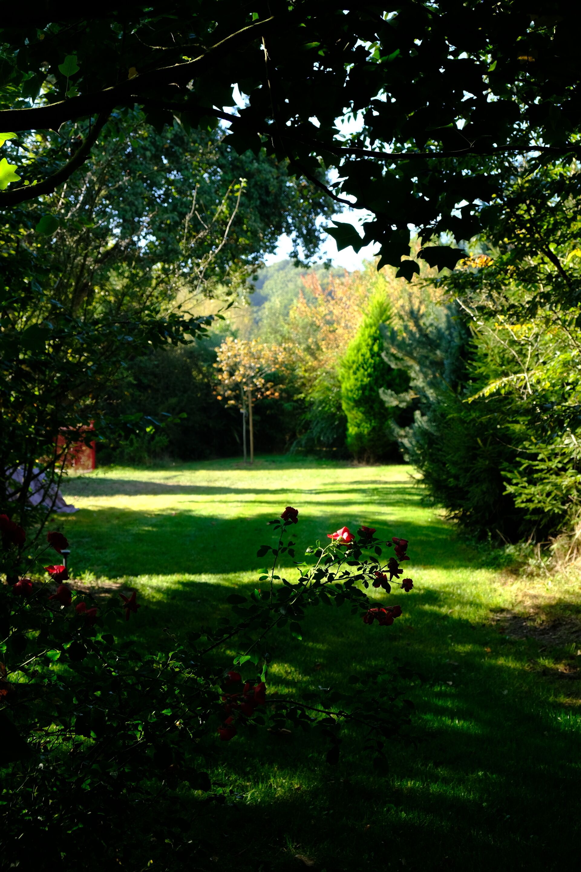 Ein Garten mit einem Pfad, der von Bäumen und Büschen gesäumt wird.