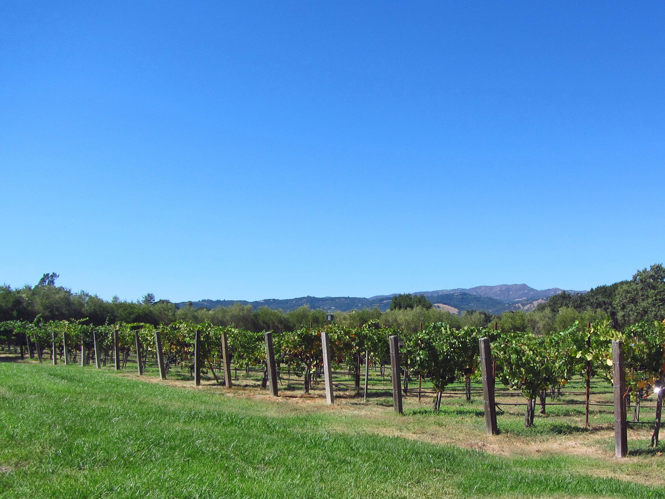 A vineyard with rows of grapevines and a clear blue sky.