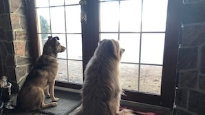 Dos perros sentados junto a una ventana con vistas a una zona arenosa.