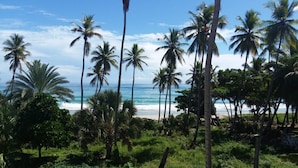 Une plage tropicale bordée de palmiers et d’une végétation luxuriante.