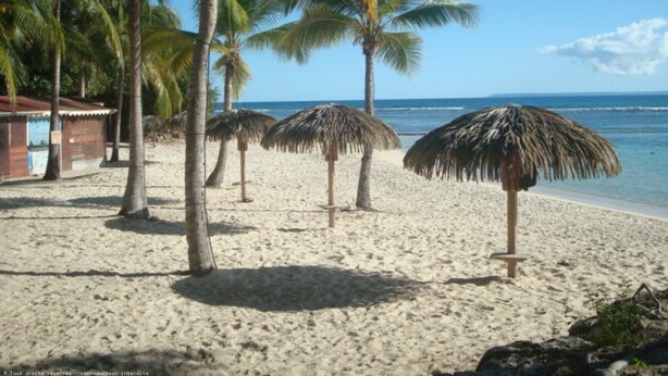 A beach with palm trees and thatched umbrellas. - Promotions 280th week Beautiful apartment StFrançois Domaine Anse des Rocher (97180)
