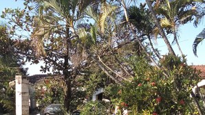 Un jardín con césped, una pequeña silla blanca y una palmera.