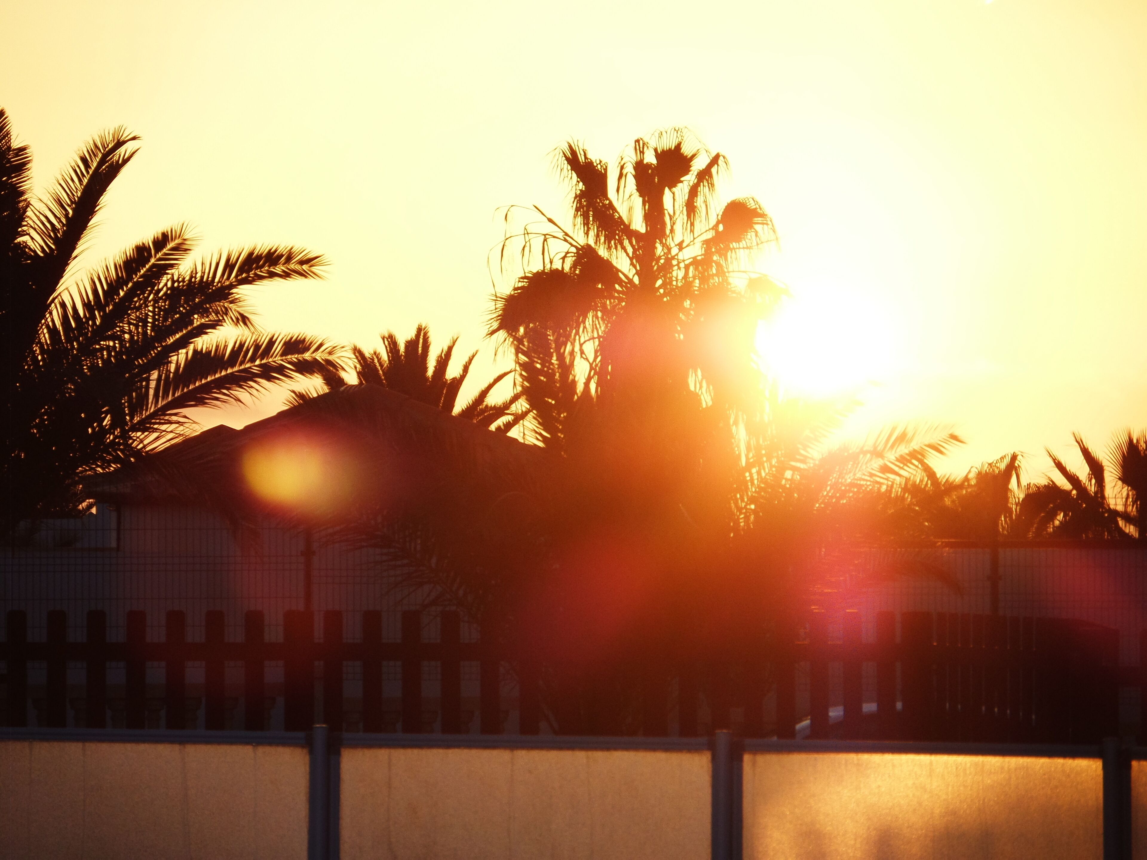 A sunset with palm trees silhouetted against the sky.