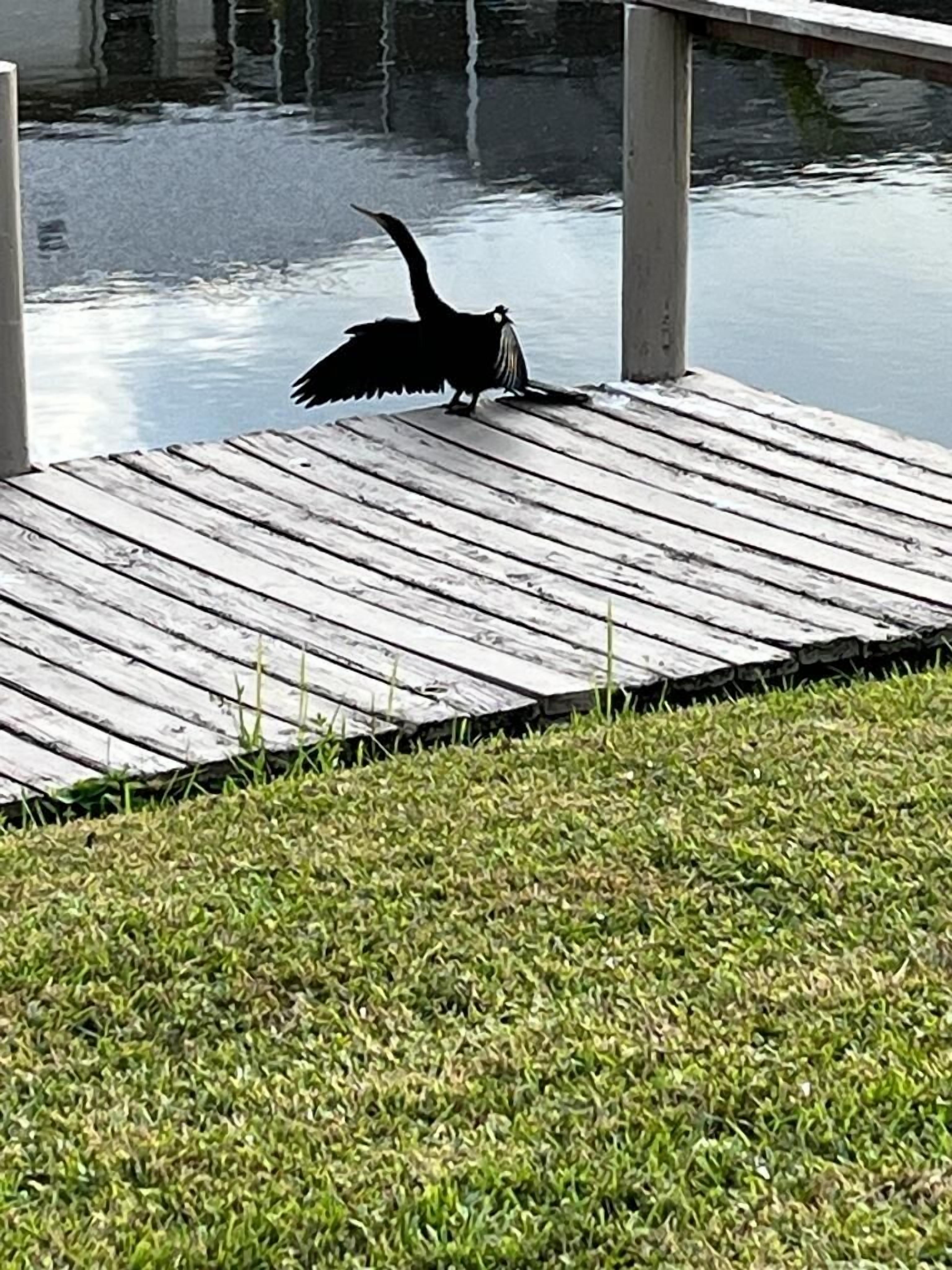 A black bird on a wooden dock over water.