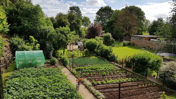 A garden with various plants and a pathway.