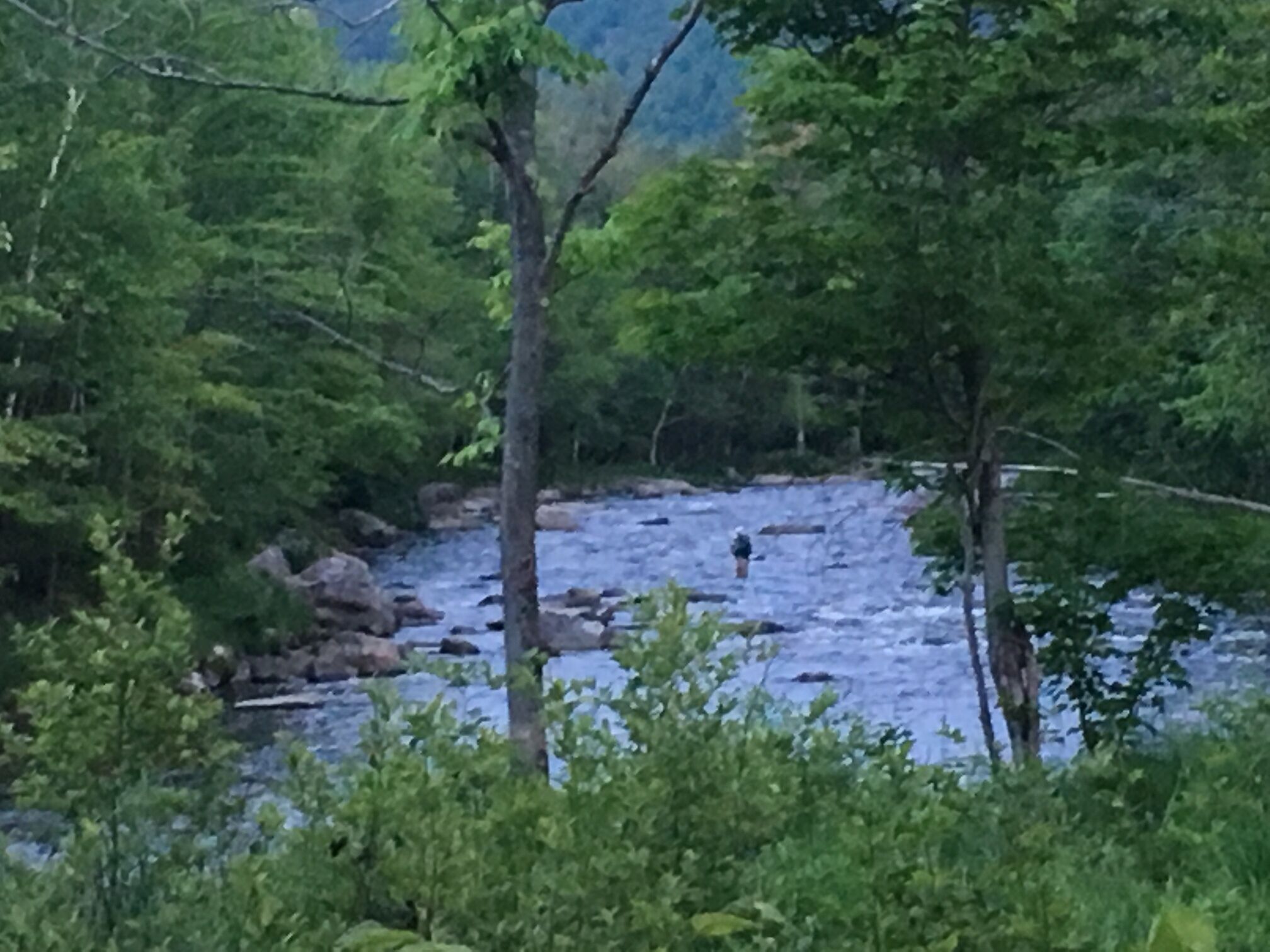Un río rodeado de abundante vegetación y árboles.