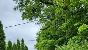 A gravel path flanked by dense, green coniferous trees. - Lake Erie Cottage w/ Private Beach Access - Couples Retreat (Madison)