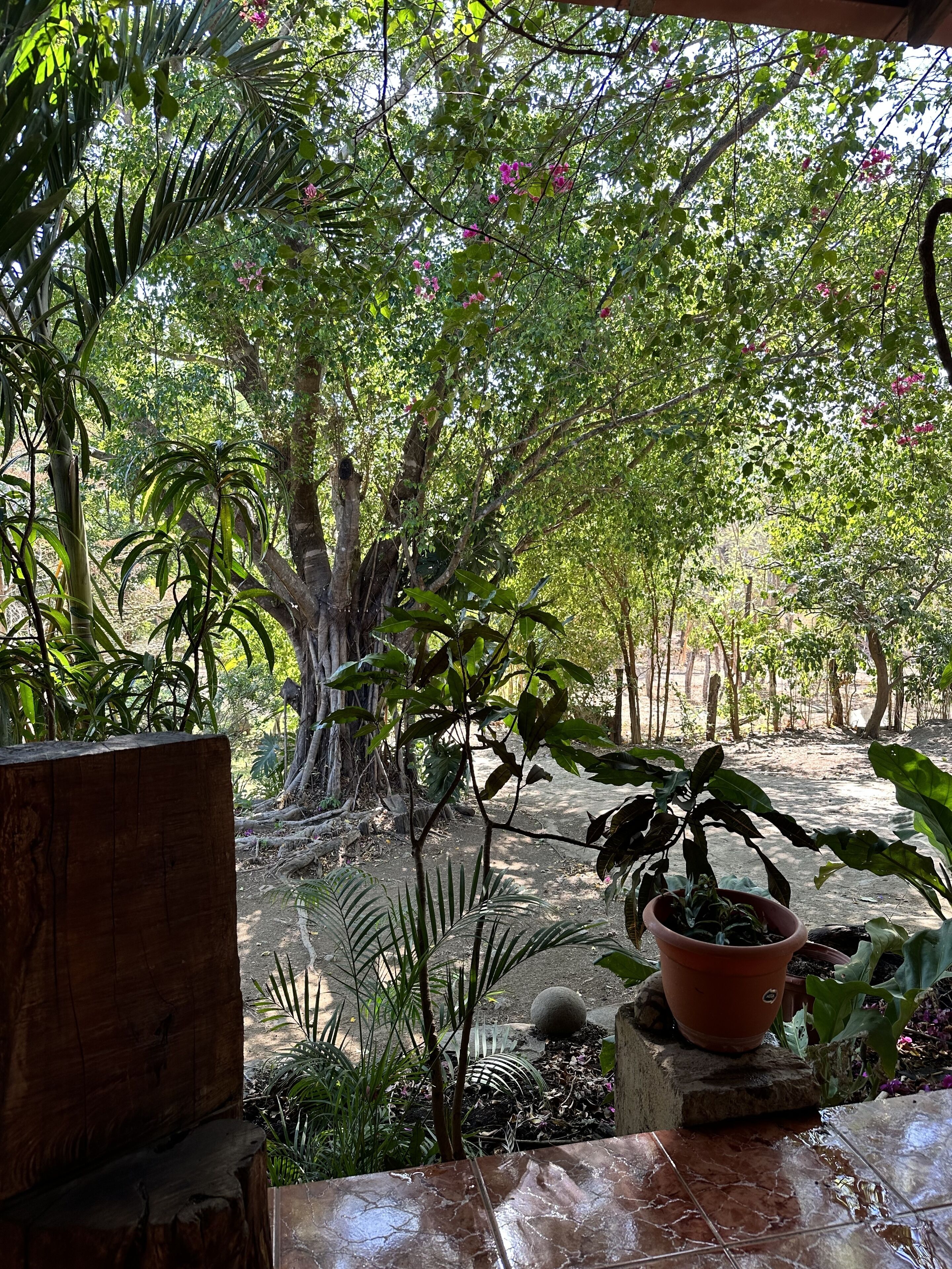 Uma área de jardim com plantas em vasos, um banco de madeira e piso de azulejos.