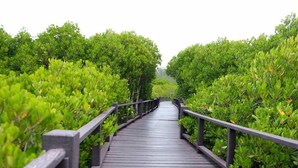 A wooden boardwalk surrounded by dense green foliage. - Rublom & Chomview Huahin Pranburi (Pranburi)