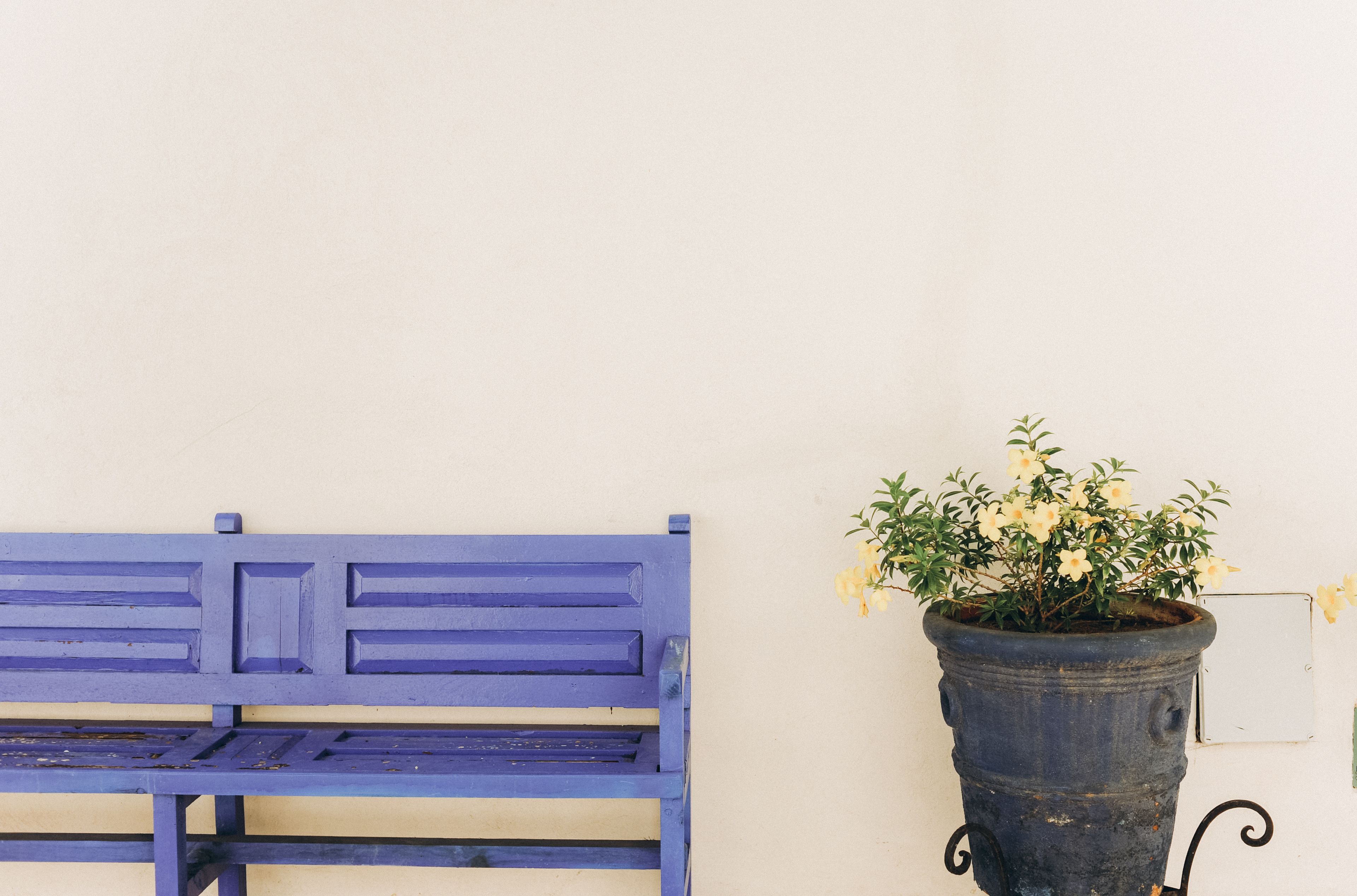 Eine blaue Bank vor einer weißen Wand, neben ihr ein Blumentopf.