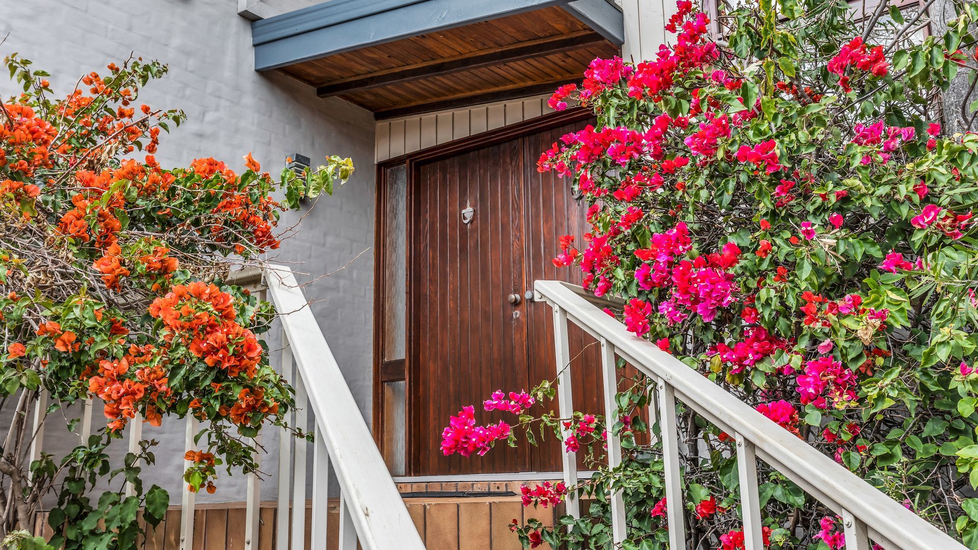 Une porte en bois, surmontée d’une balustrade blanche, et entourée de magnifiques plants de bougainvilliers aux couleurs vives.