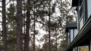 A wooden deck leading to a building with large windows, surrounded by tall pine trees.