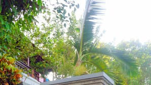 Una porta de pedra amb una fusta, envoltada de vegetació abundant i plantes.
