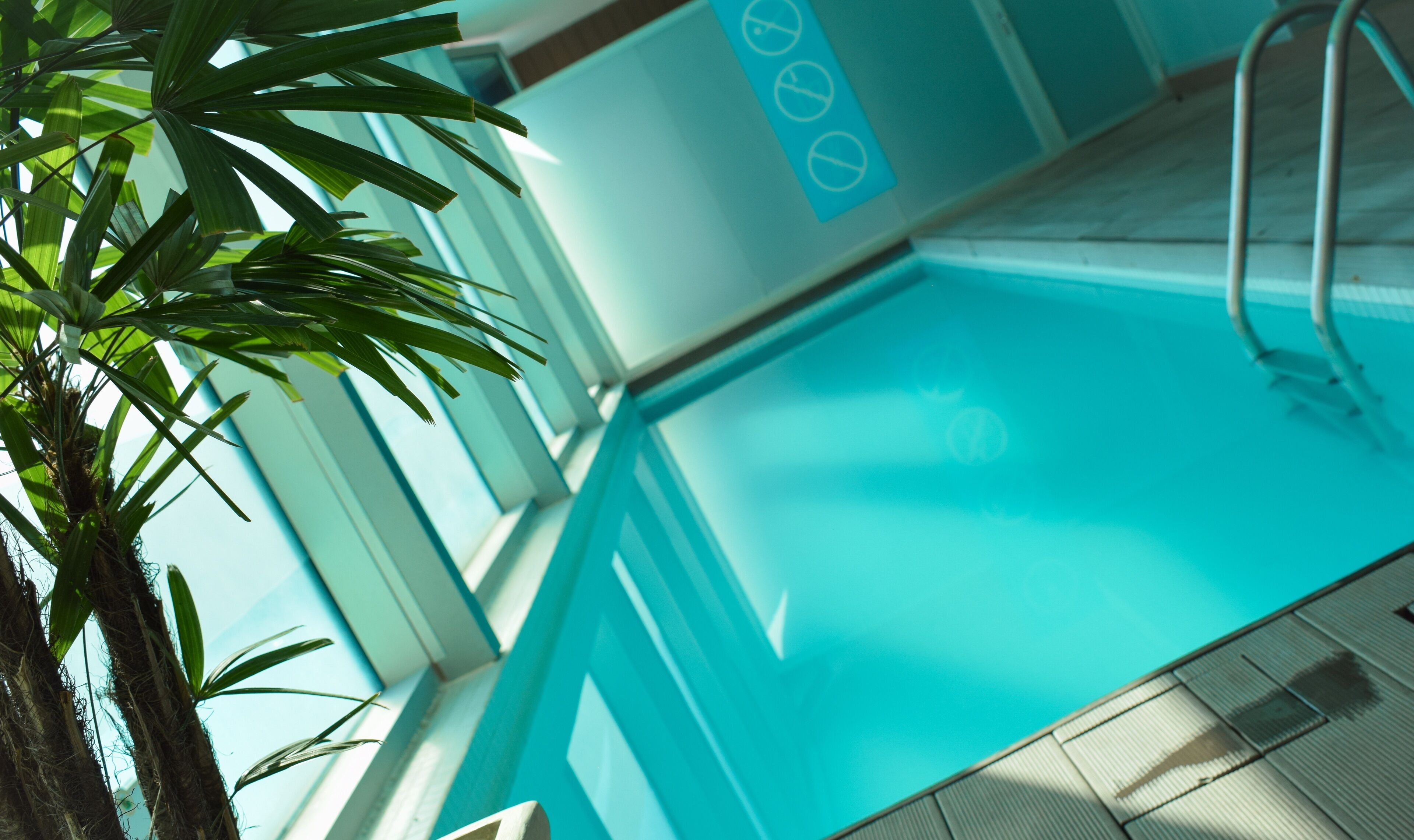 A swimming pool with clear blue water, surrounded by a tiled deck and a palm tree.