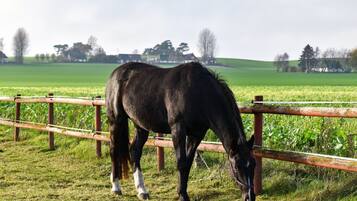A horse grazing in a fenced field with a rural landscape in the background.