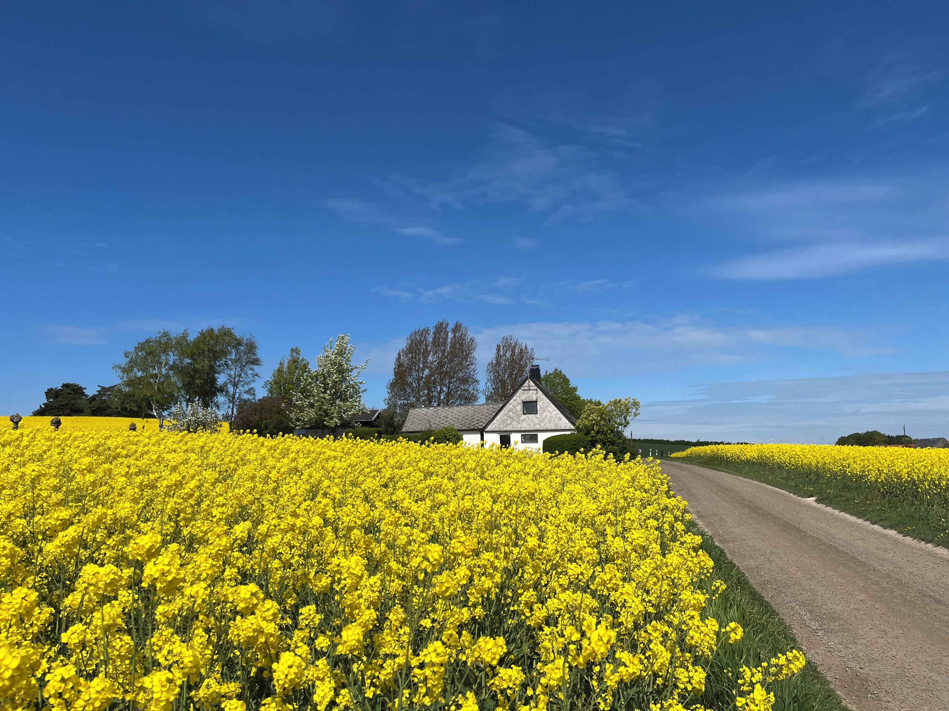 A rural landscape with a white house surrounded by fields of yellow flowers and a clear blue sky.