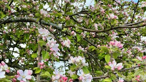 A tree with pink blossoms in a garden area with a small building and outdoor furniture. - Sydkustens at Pillehill (Skivarp)