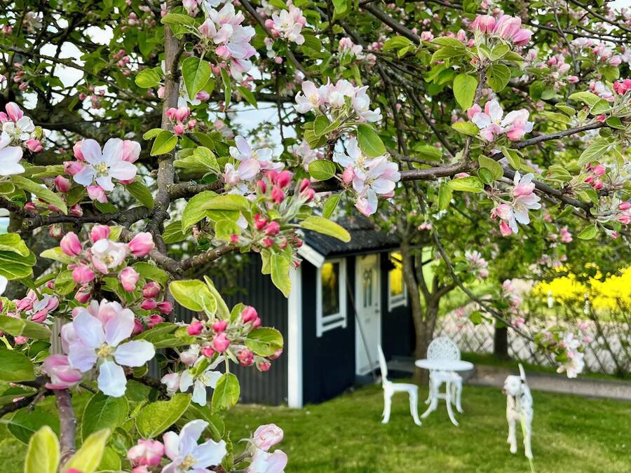 A tree with pink blossoms in a garden area with a small building and outdoor furniture.
