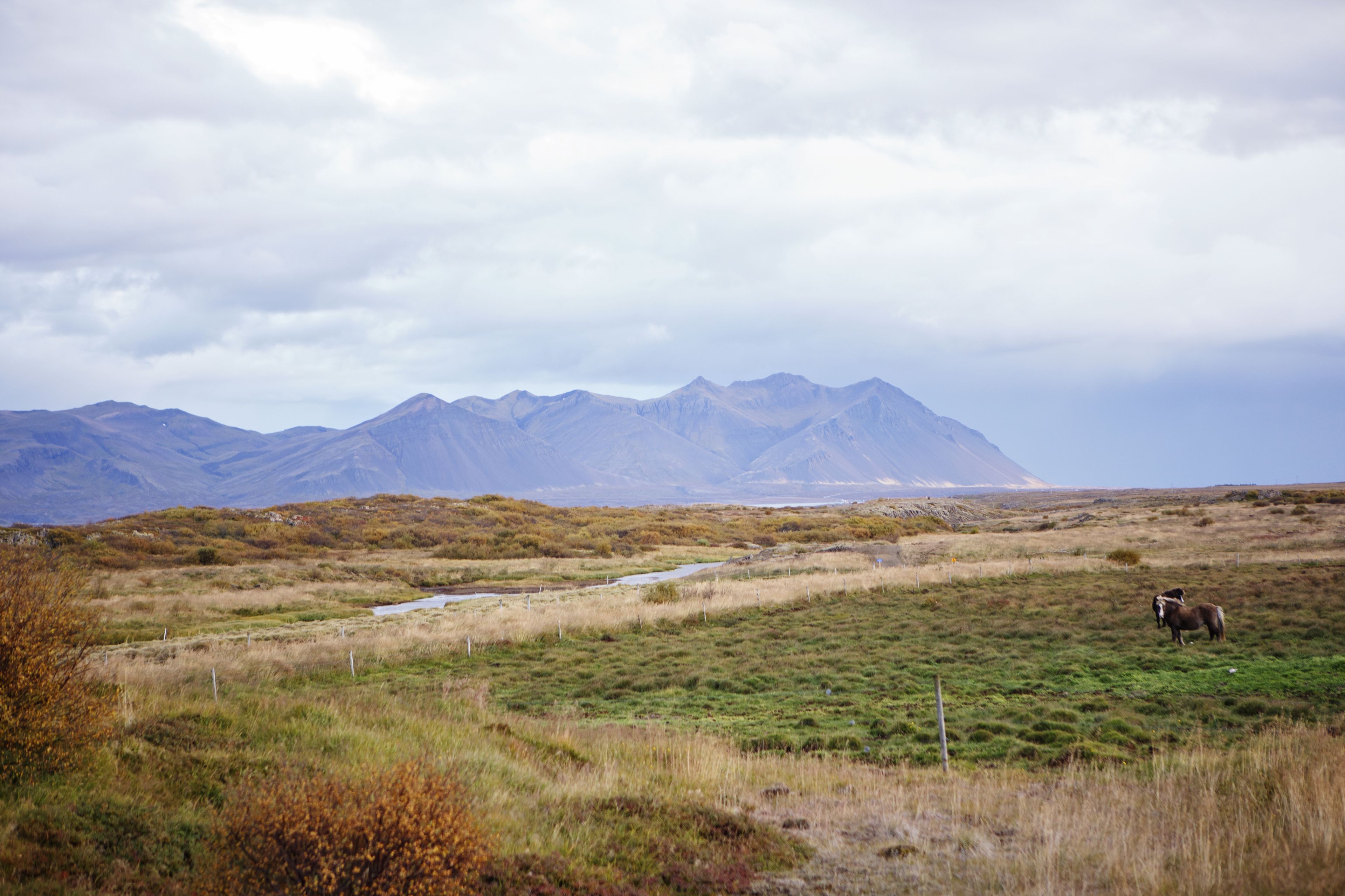 Un paisaje montañoso con un campo cubierto de hierba y algunos animales.