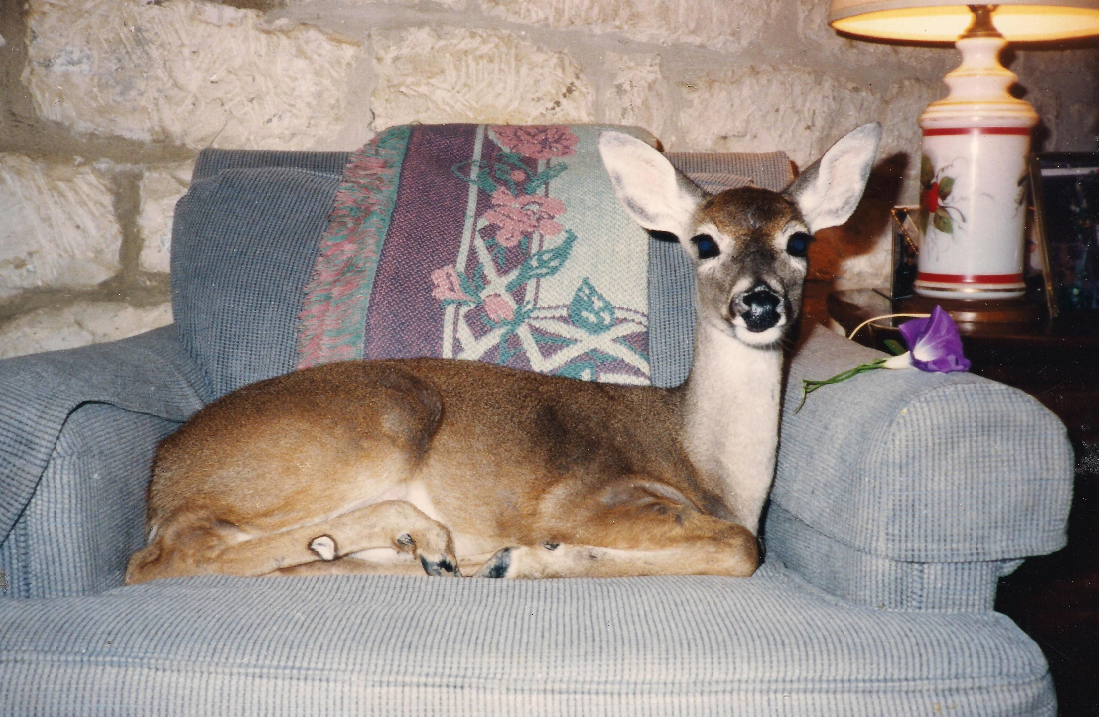 Un cerf allongé sur un canapé, avec un coussin à motifs floraux et une lampe en arrière-plan.