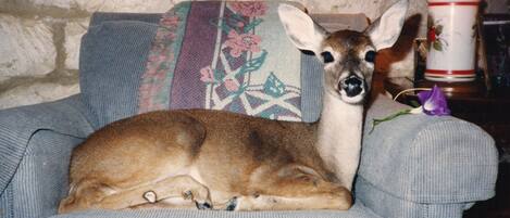 Un cerf allongé sur un canapé, avec un coussin à motifs floraux et une lampe en arrière-plan.