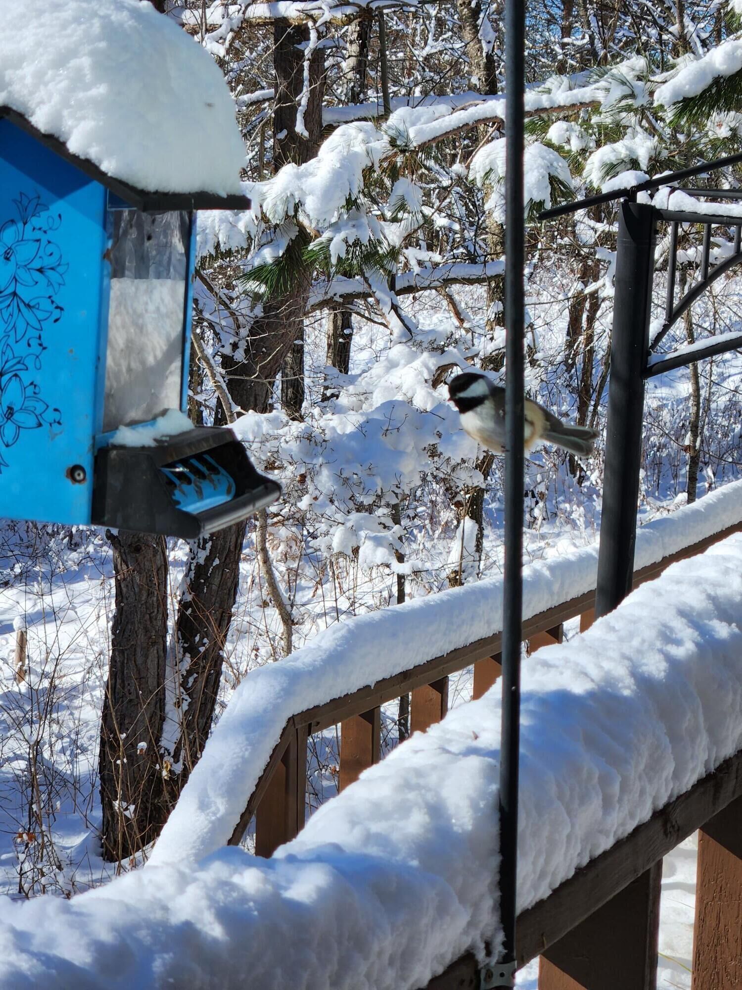 A bird feeder with snow on the surrounding wooden structure and trees.