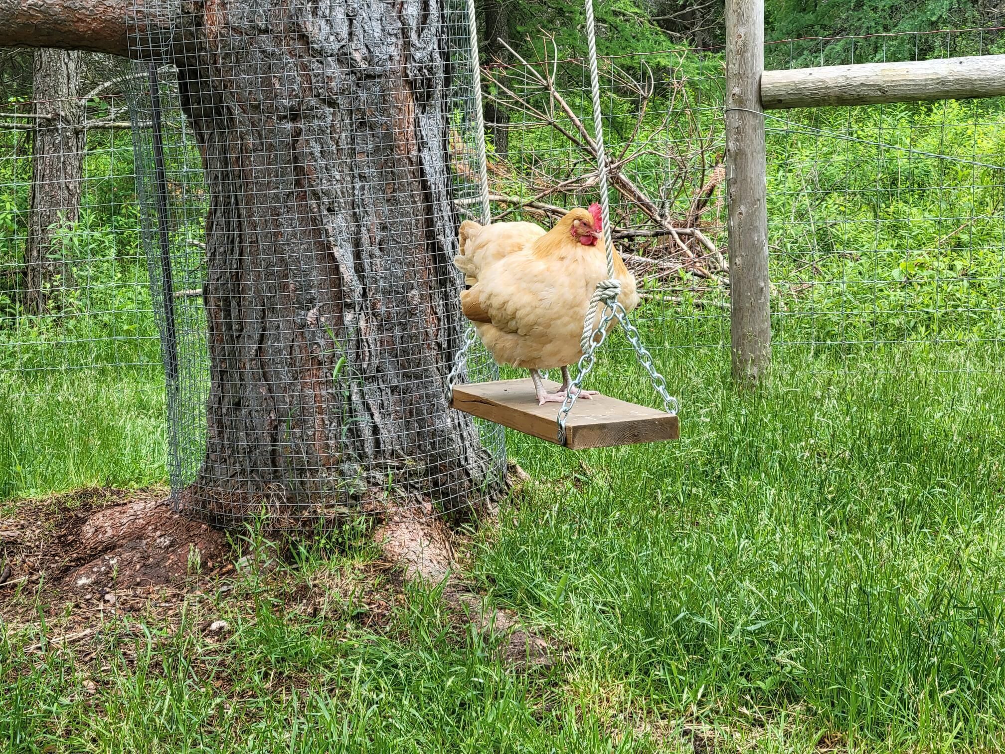 A chicken on a wooden swing attached to a tree, surrounded by a wire fence and greenery.