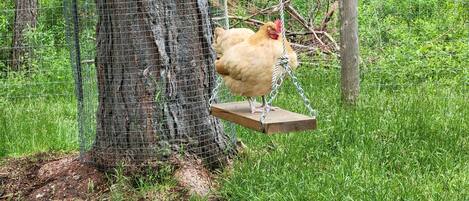A chicken on a wooden swing attached to a tree, surrounded by a wire fence and greenery.