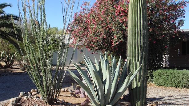 A garden with various cacti and flowering plants, a gravel path, and a building in the background.