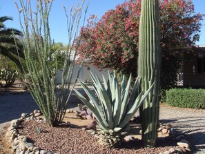 A garden with various cacti and flowering plants, a gravel path, and a building in the background.