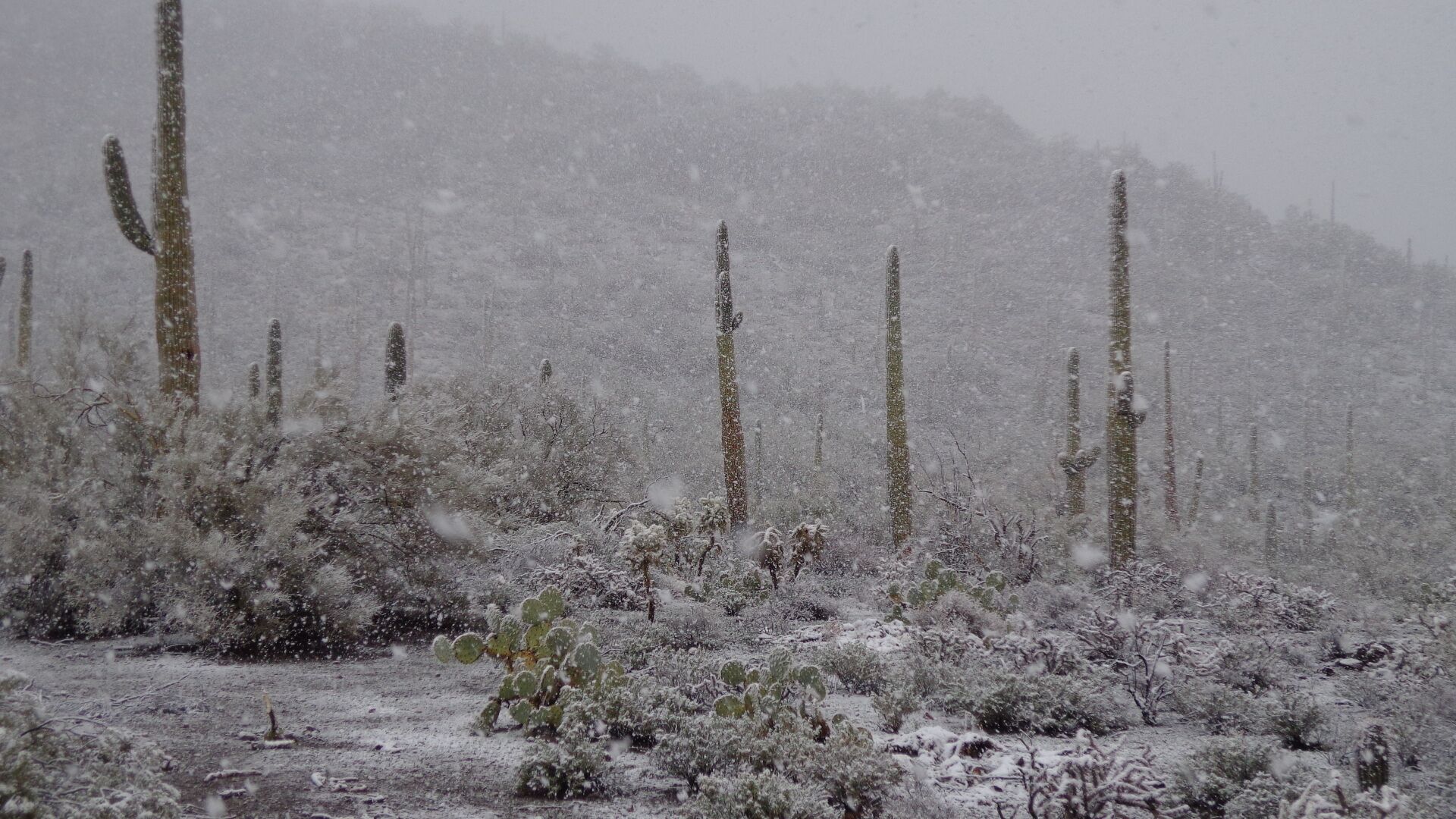 Wüstenlandschaft mit Kakteen und vereinzelter Vegetation unter einer dicken Schneedecke.