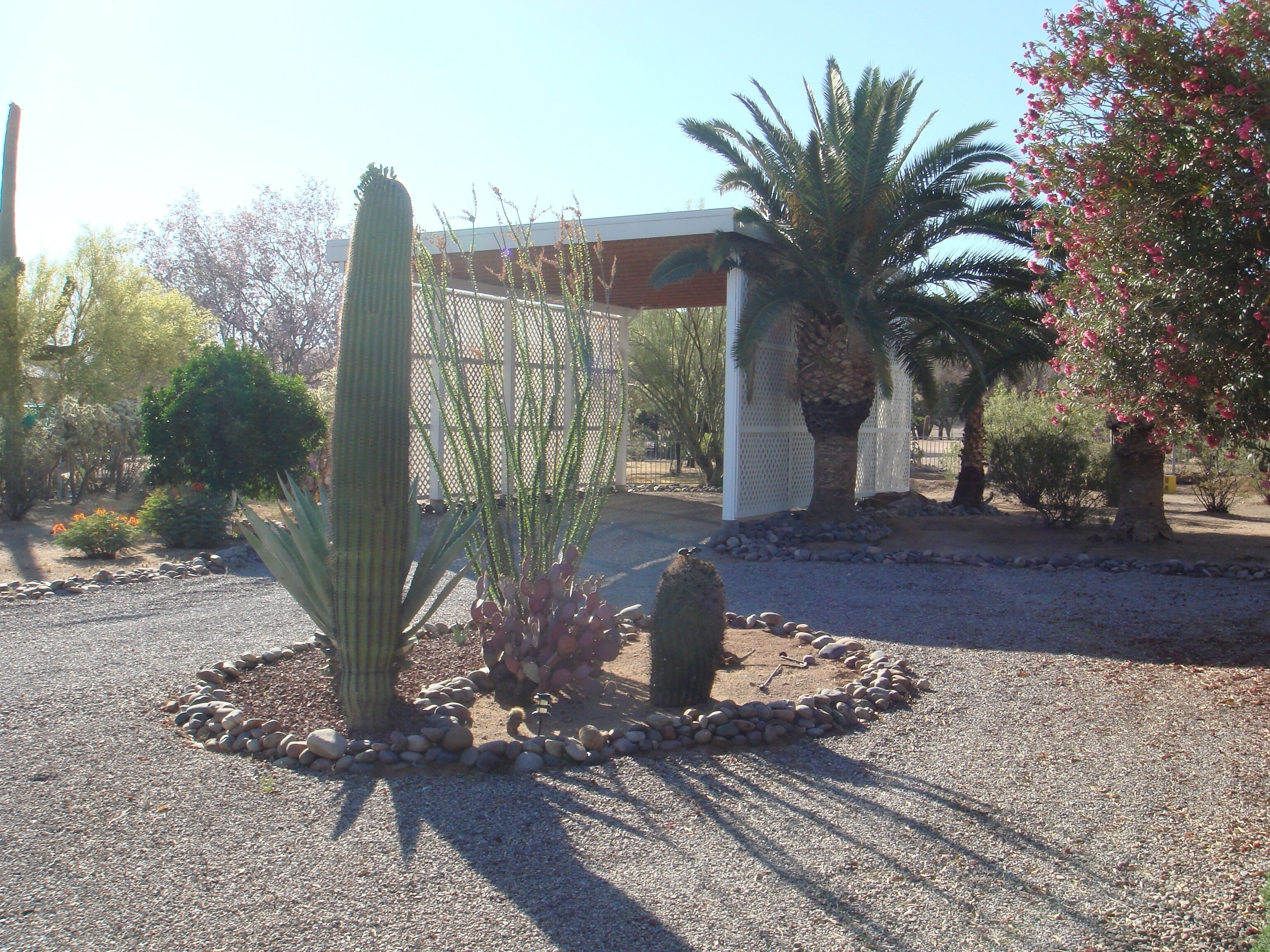 Un jardín árido con cactus, palmeras y plantas con flores.