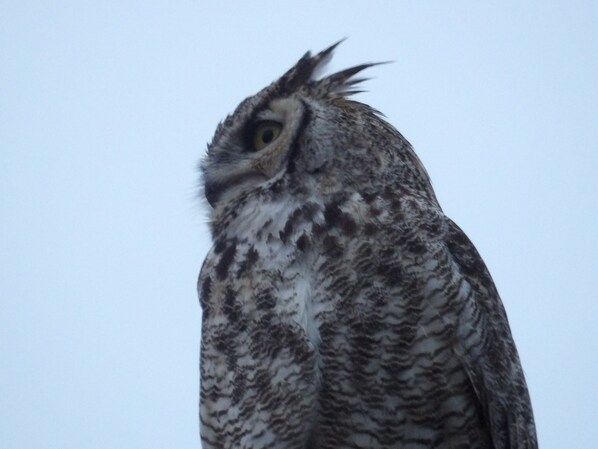 An owl with a speckled pattern on its feathers, perched against a clear sky.
