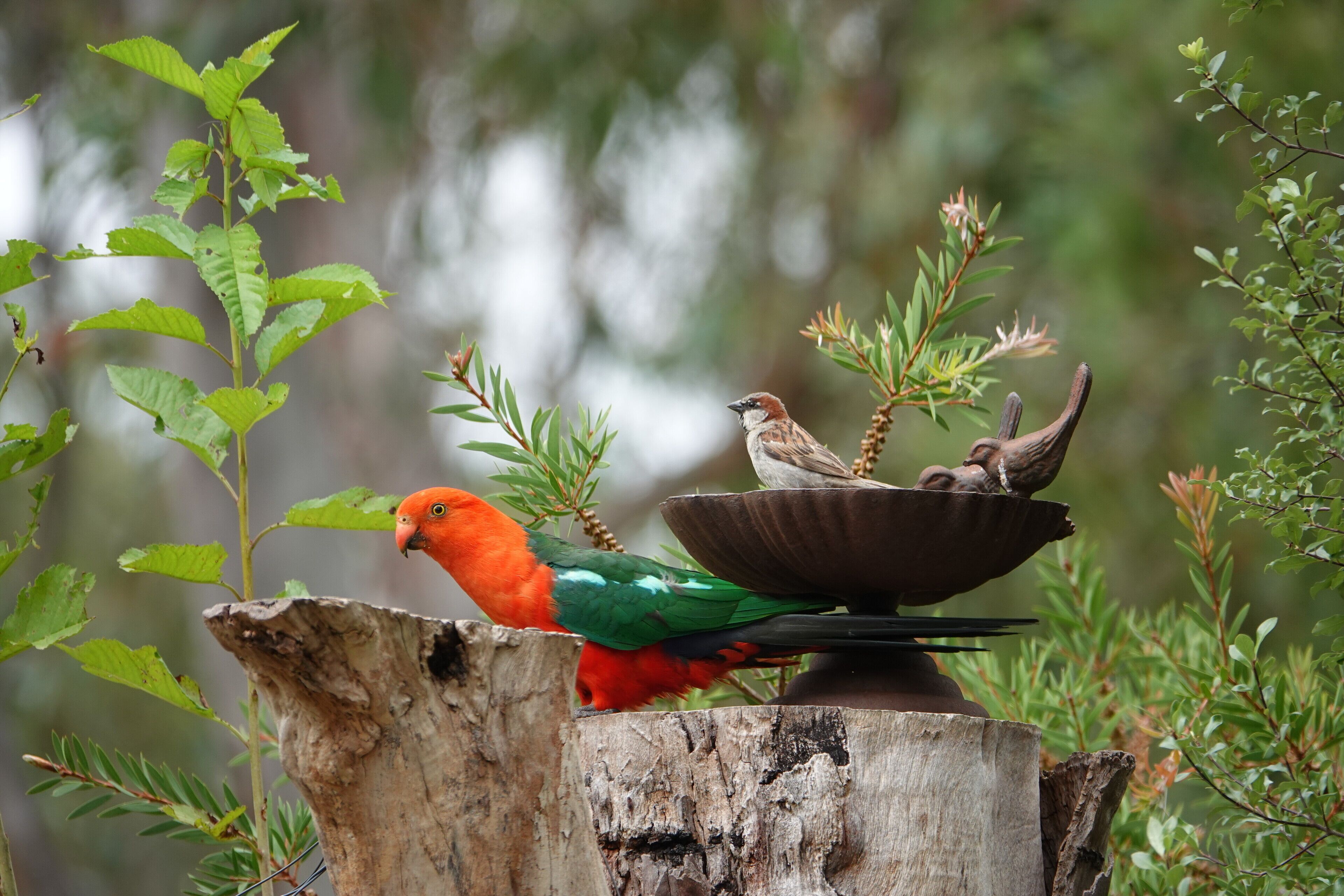 A birdbath with two birds perched on it, surrounded by greenery.