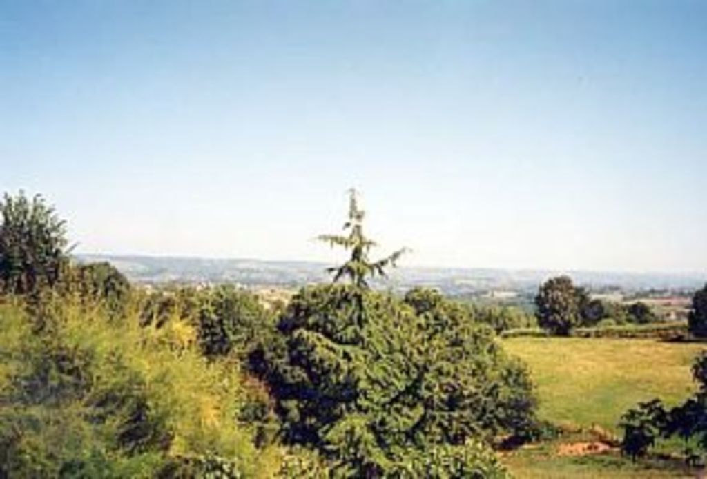 Un paysage avec un arbre imposant au premier plan et une vue lointaine d’une ville.