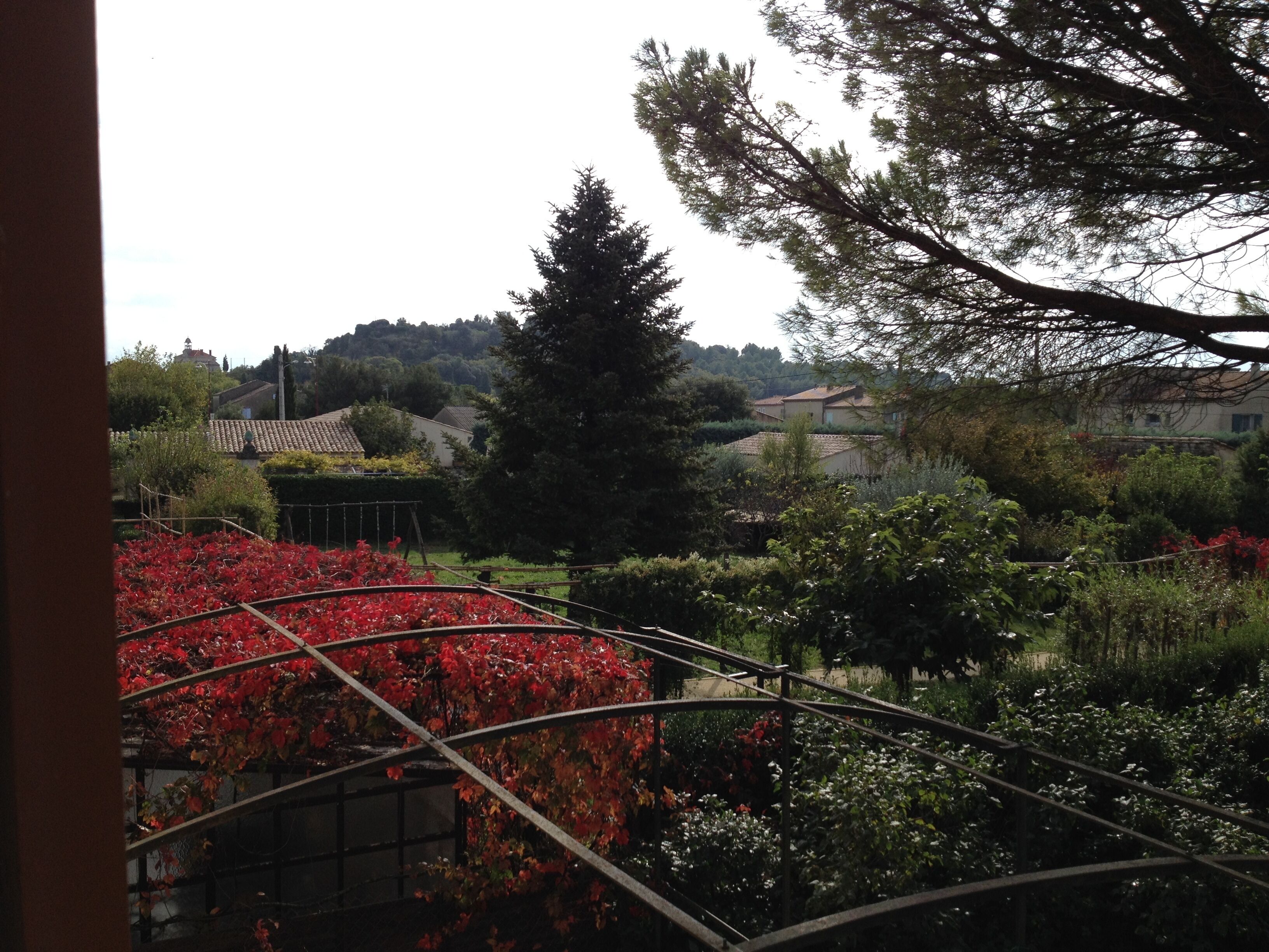 Un jardin avec des fleurs rouges et une structure métallique.