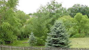 Une cour arrière clôturée, avec différents arbres et un petit arbuste.