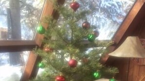 Un sapin de Noël décoré, une table en bois et un canapé dans une pièce aux murs en bois et dotée d’une fenêtre.
