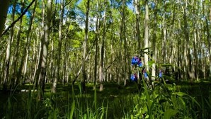 Une zone boisée avec de grands arbres et un petit groupe de fleurs bleues au premier plan.
