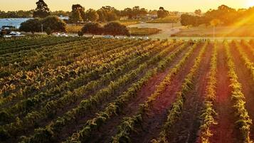Viñedo con hileras de parras al atardecer.