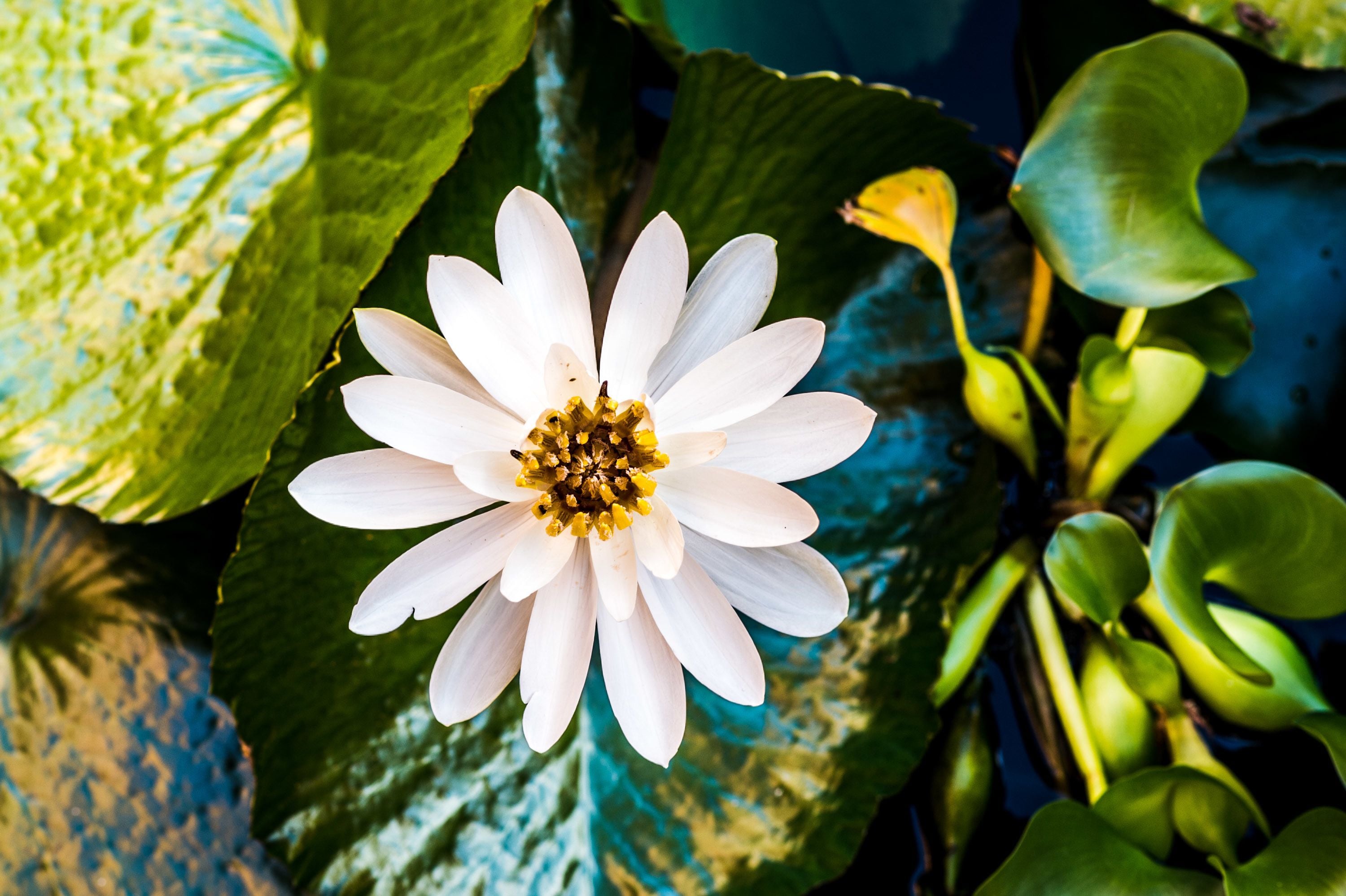 A white flower with yellow center surrounded by green leaves.