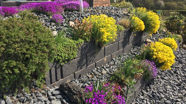 Un jardin sur le toit, agrémenté de diverses plantes et fleurs, un mur de briques et, au fond, un bâtiment moderne.