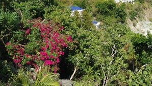 Un jardin luxuriant, avec une grande variété de plantes, et un petit sentier qui mène à une maison au toit bleu.